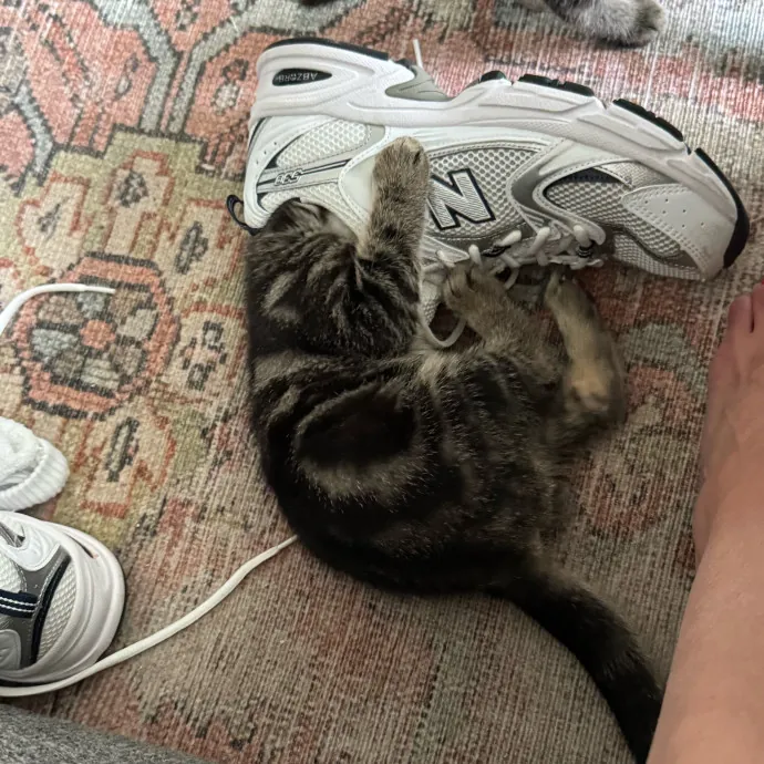 Trusted Cat Care From A Cat Lady
