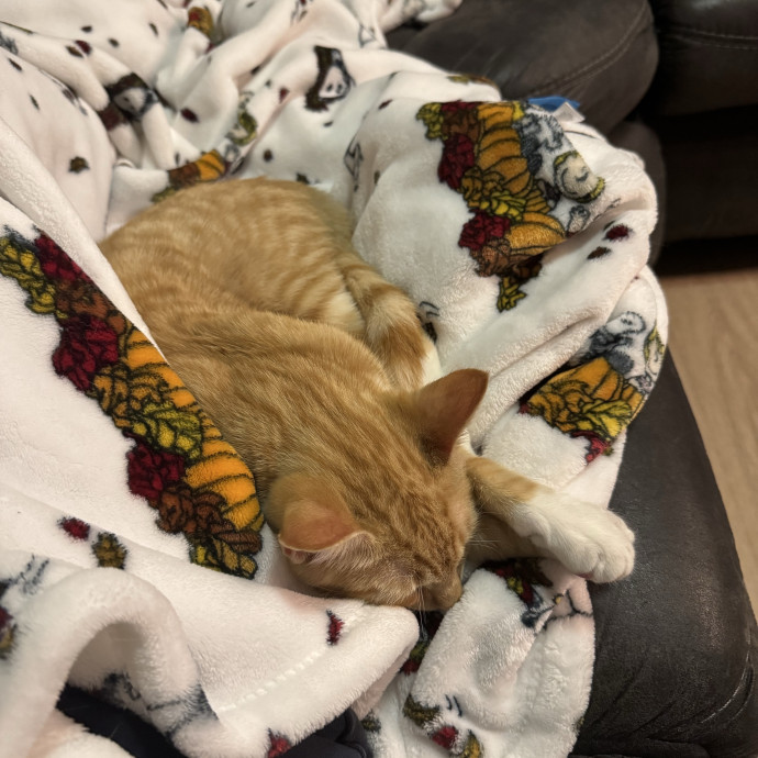Trusted Cat Care From A Cat Lady