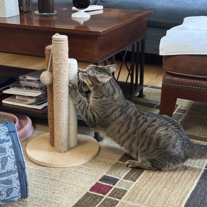 Trusted Cat Care From A Cat Lady