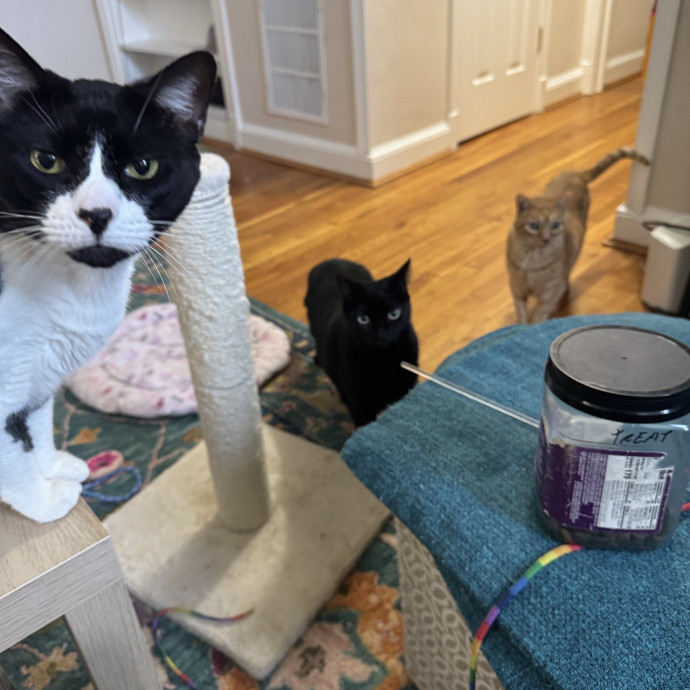 Trusted Cat Care From A Cat Lady
