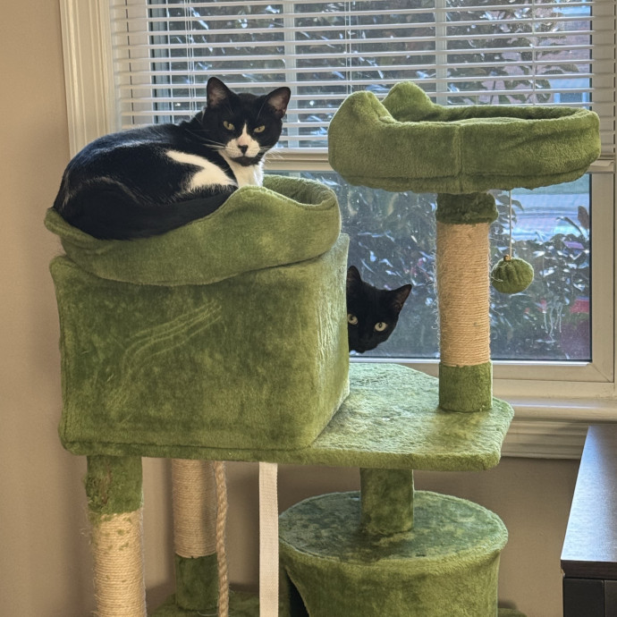 Trusted Cat Care From A Cat Lady