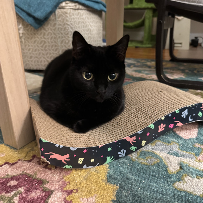 Trusted Cat Care From A Cat Lady