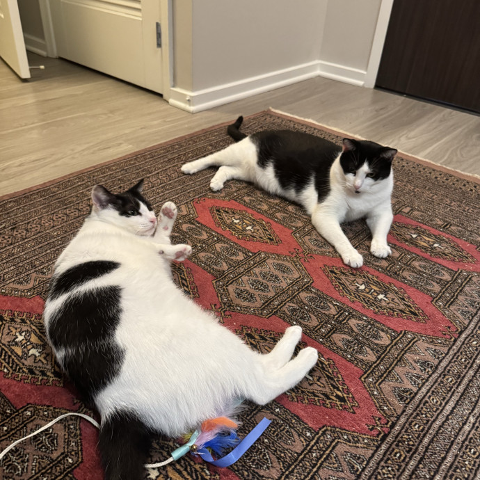 Trusted Cat Care From A Cat Lady