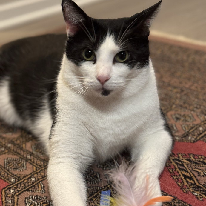 Trusted Cat Care From A Cat Lady