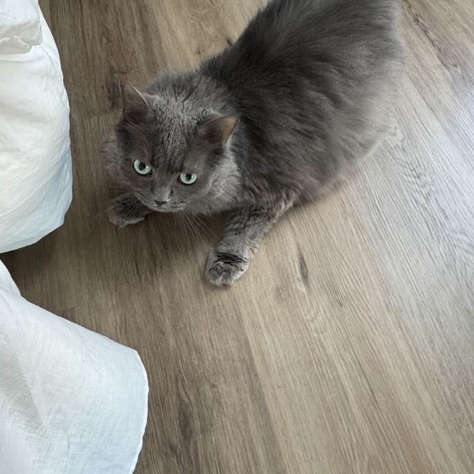 Trusted Cat Care From A Cat Lady