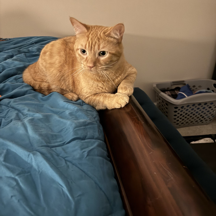 Trusted Cat Care From A Cat Lady photo 3