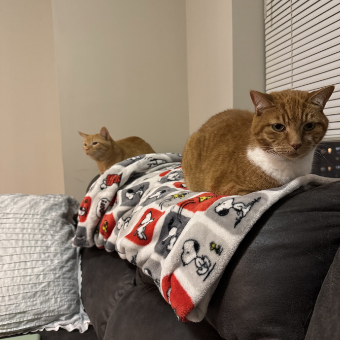 Trusted Cat Care From A Cat Lady photo 2