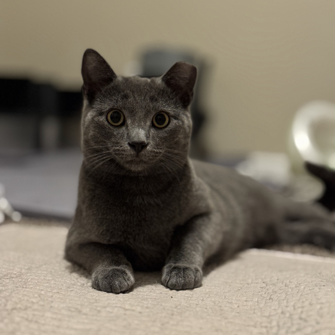 Tcatt's Cat-Tastic Cat Sitting