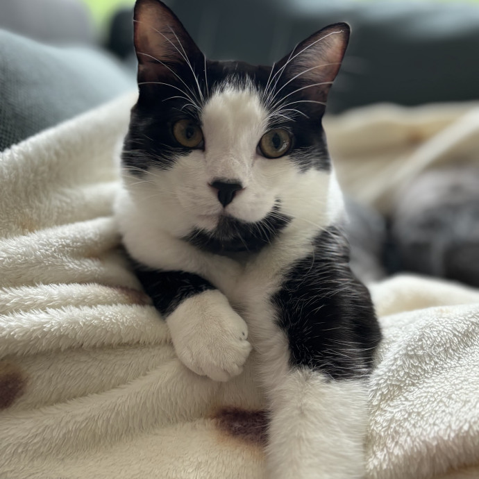 Tcatt's Cat-Tastic Cat Sitting photo 3