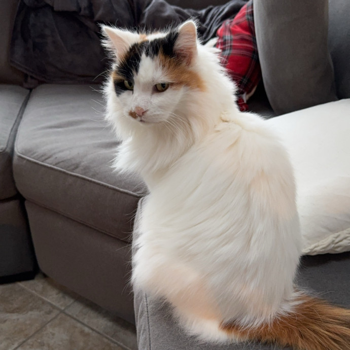I Love Cats