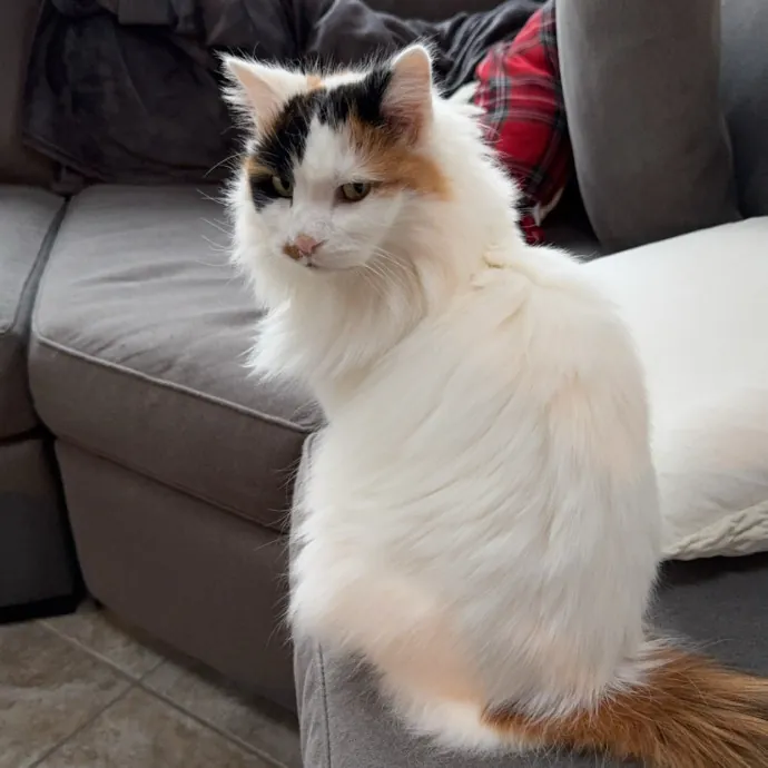 I Love Cats