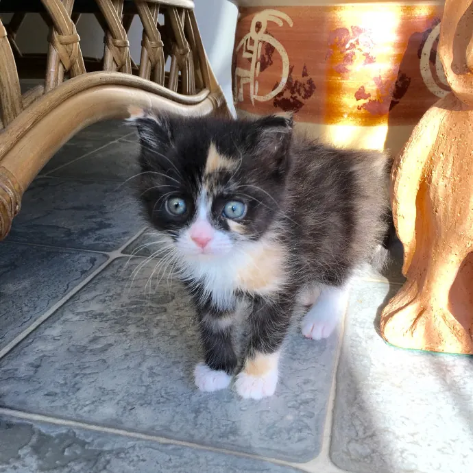 I Love Cats