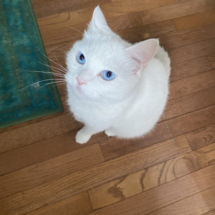 I Love Cats