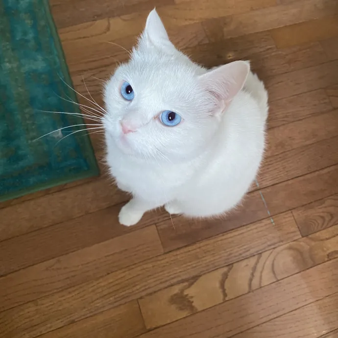 I Love Cats