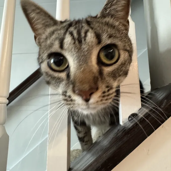I Love Cats