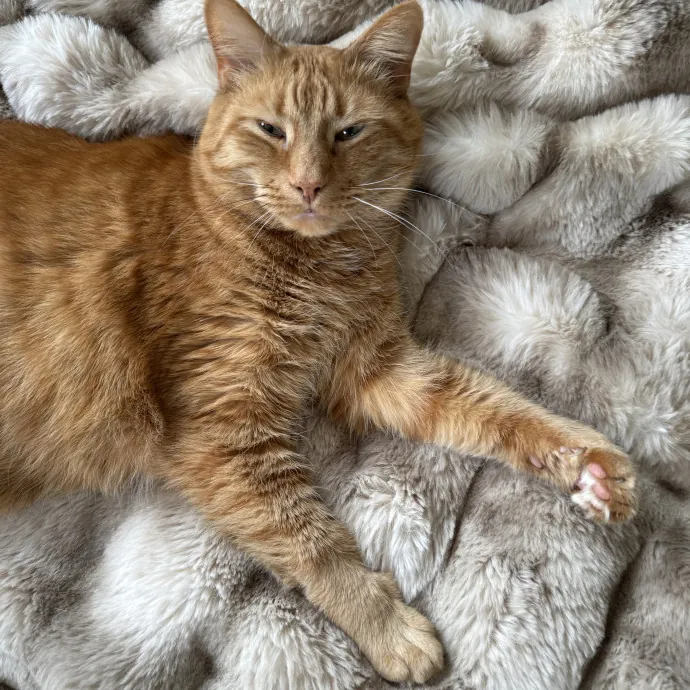 I Love Cats
