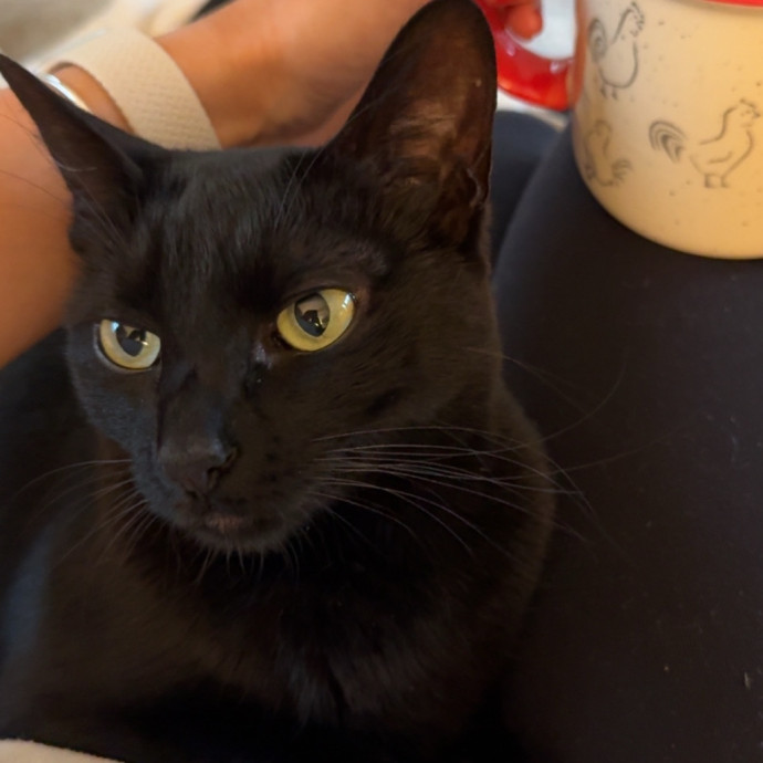 I Love Cats