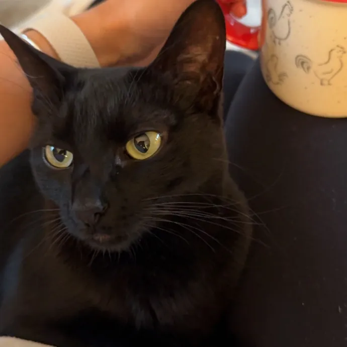I Love Cats