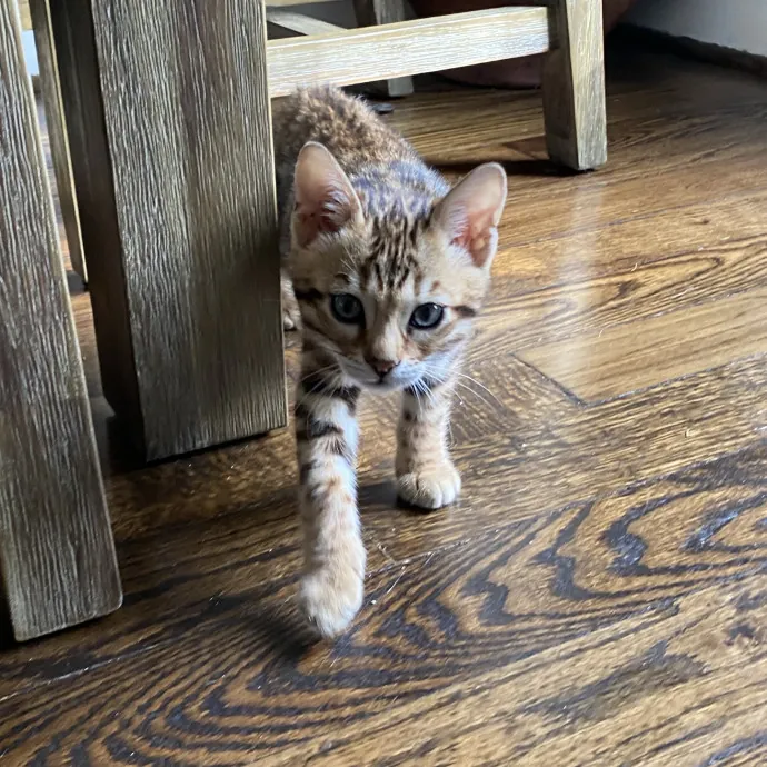 I Love Cats