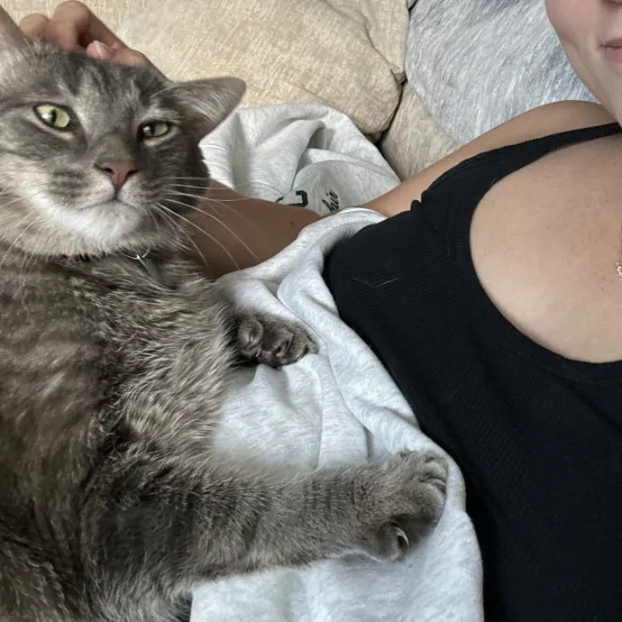I Love Cats