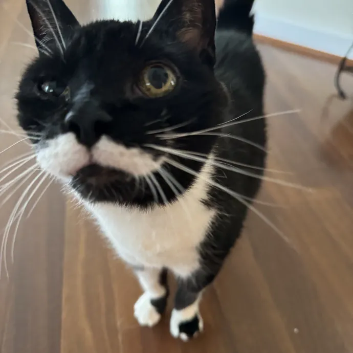 I Love Cats