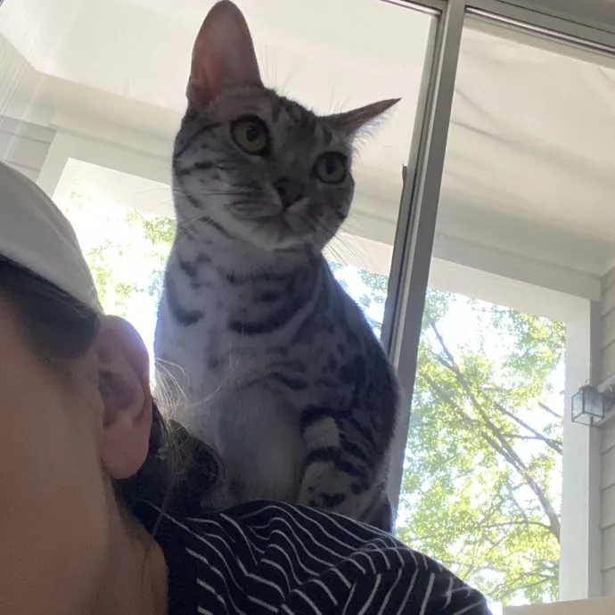 I Love Cats