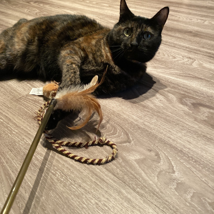 I Love Cats