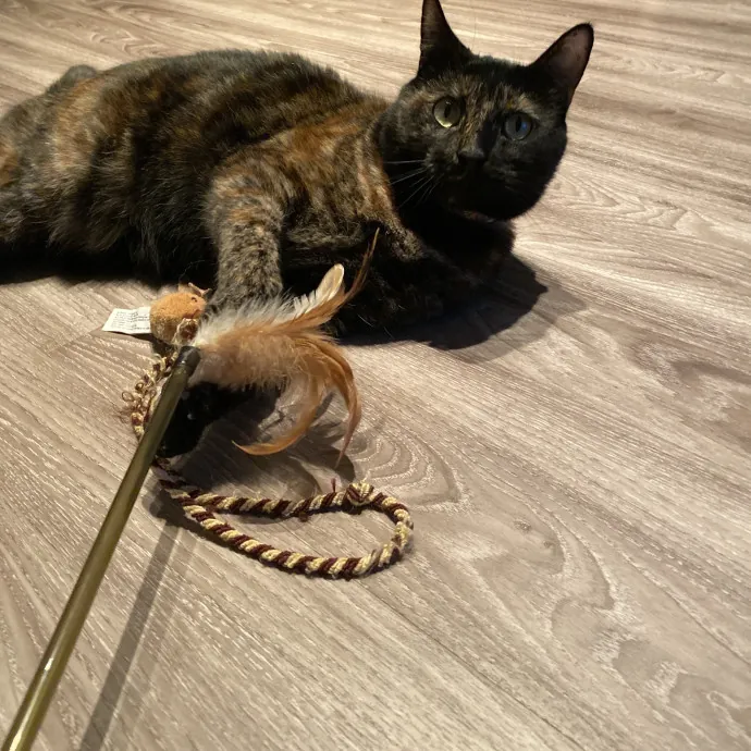 I Love Cats