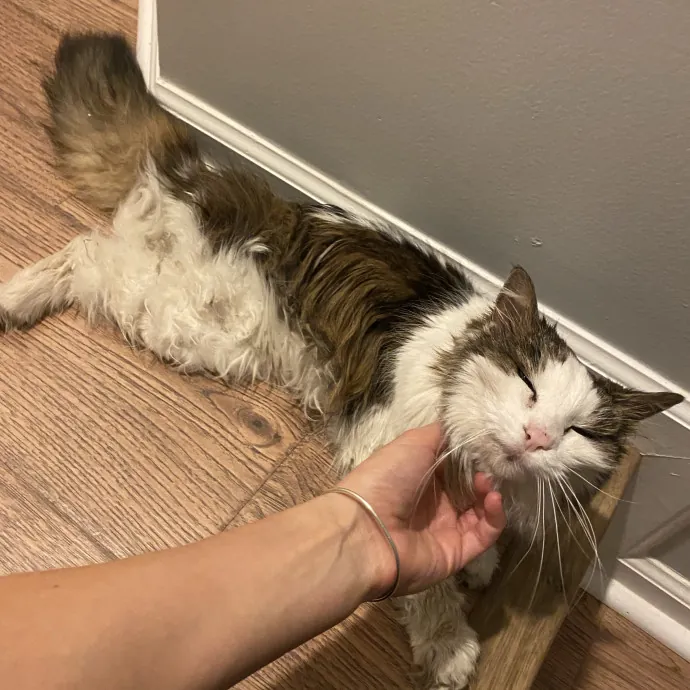 I Love Cats