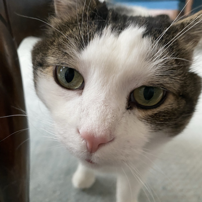 I Love Cats
