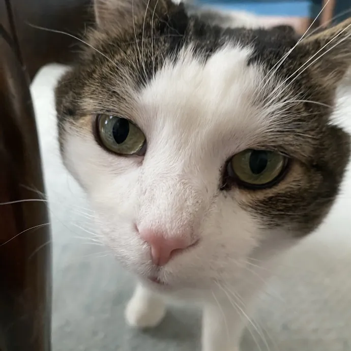 I Love Cats