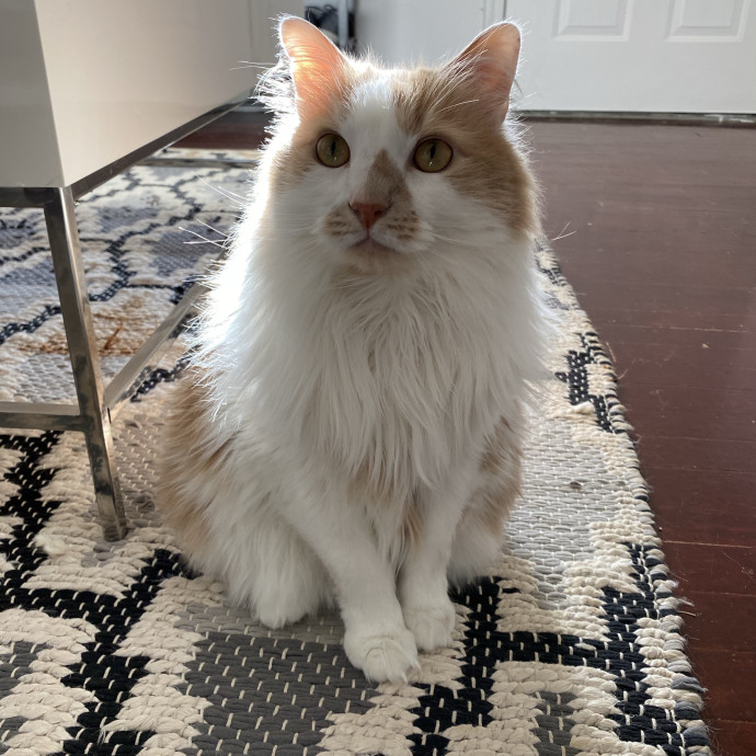 I Love Cats