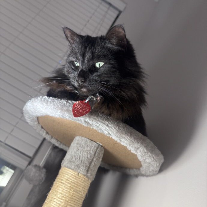 Long Time Cat Lover
