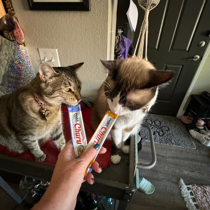 Quality Cat Care In Temecula
