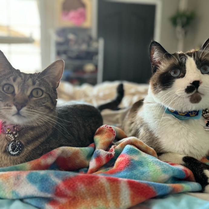 Quality Cat Care In Temecula