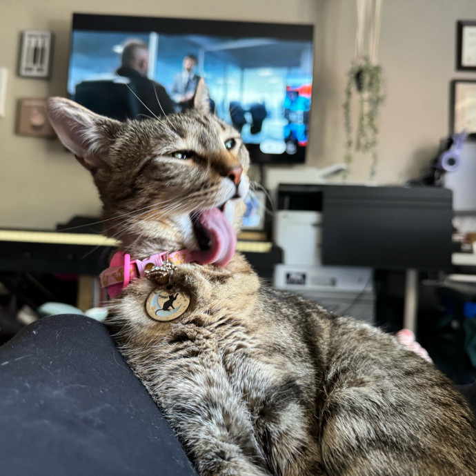 Quality Cat Care In Temecula
