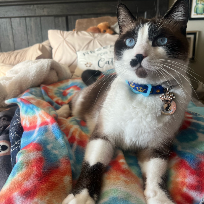 Quality Cat Care In Temecula photo 3