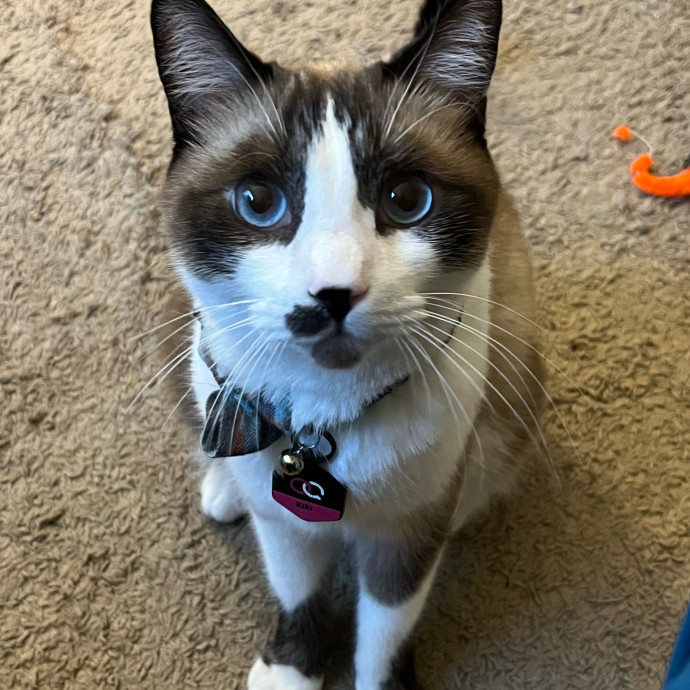 Quality Cat Care In Temecula photo 2