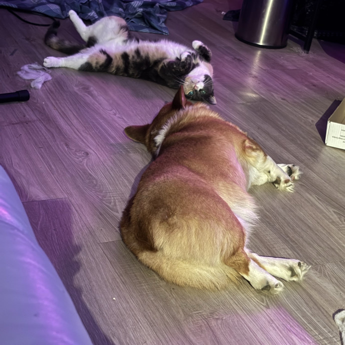 Entertaining And Loving Cat Mom