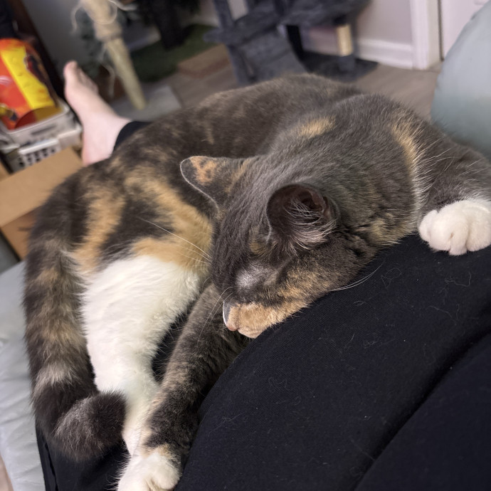 Entertaining And Loving Cat Mom