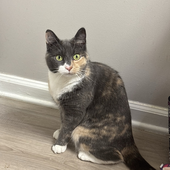 Entertaining And Loving Cat Mom