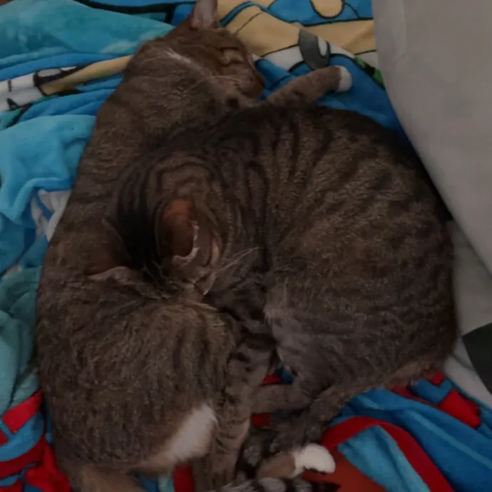 Lifelong Cat Protector photo 3