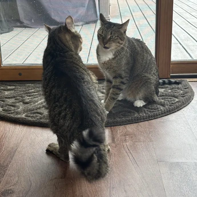 Lifelong Cat Protector photo 2