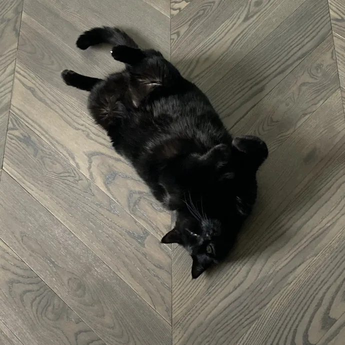 Meow 