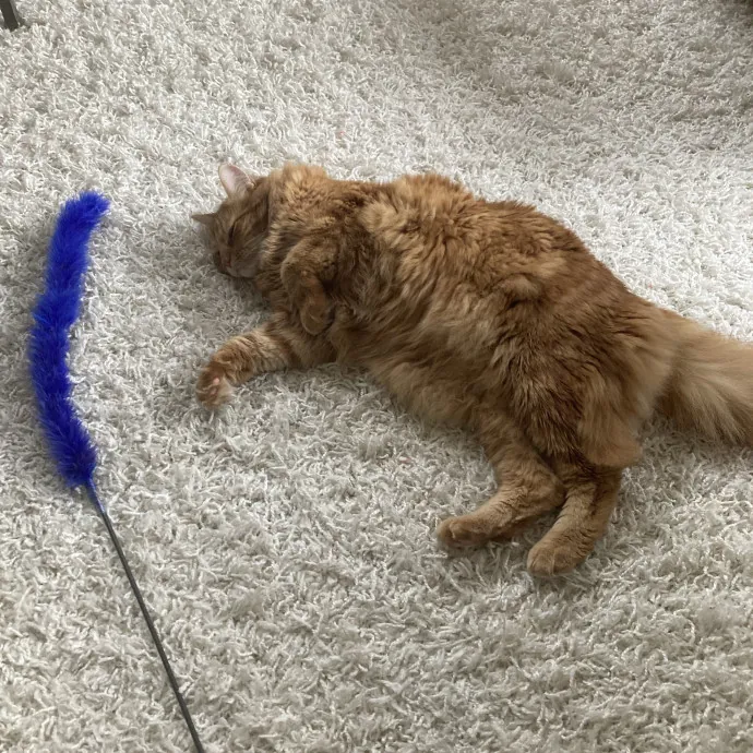 Meow 
