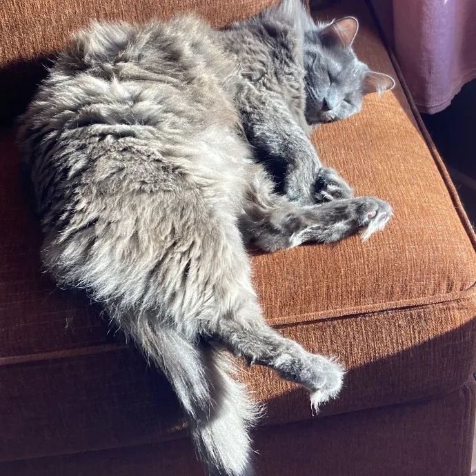 Meow  photo 3