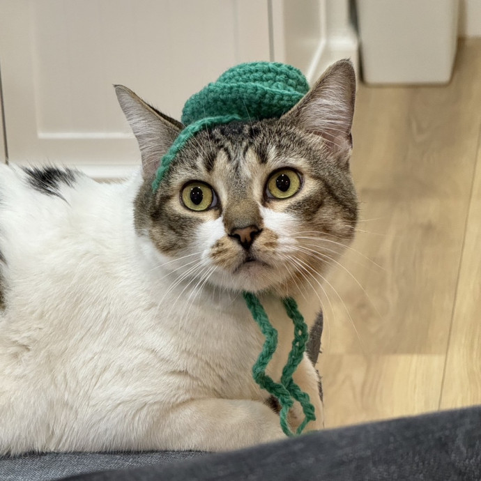 Christina's Cat Care photo 3