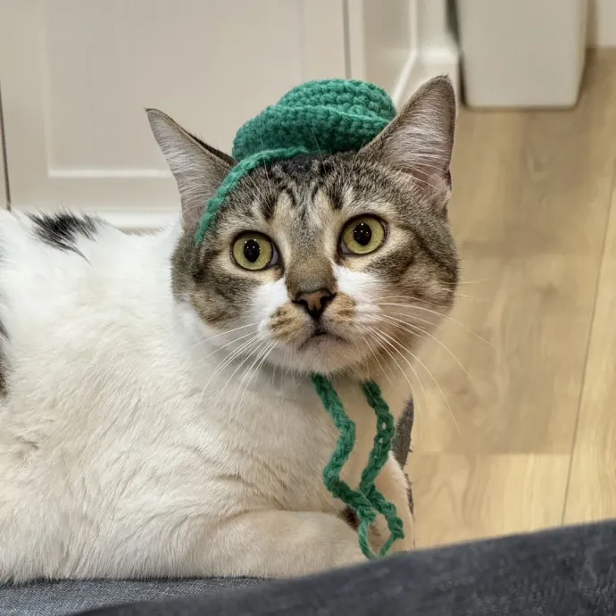 Christina's Cat Care photo 3