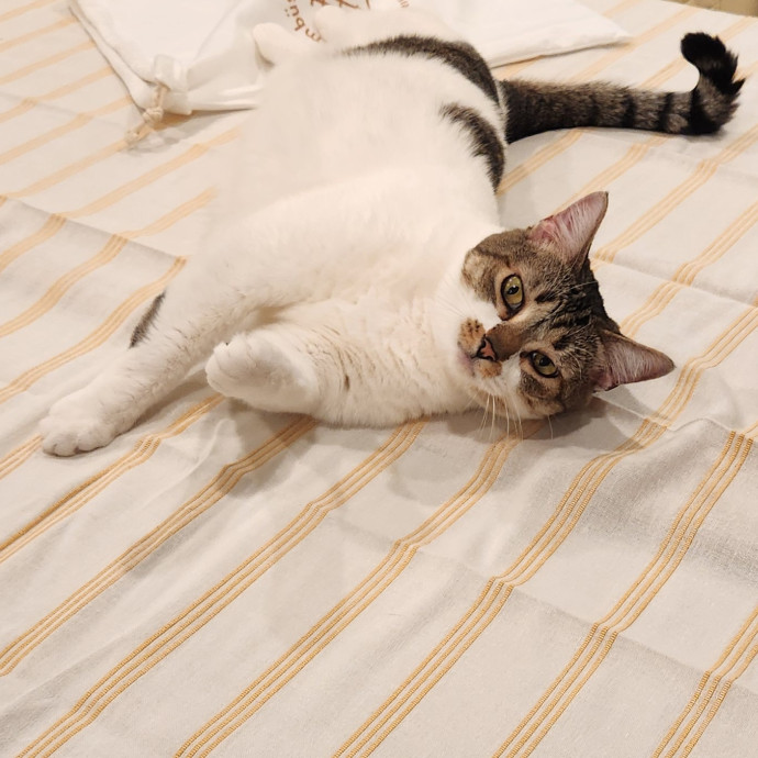 Christina's Cat Care photo 2