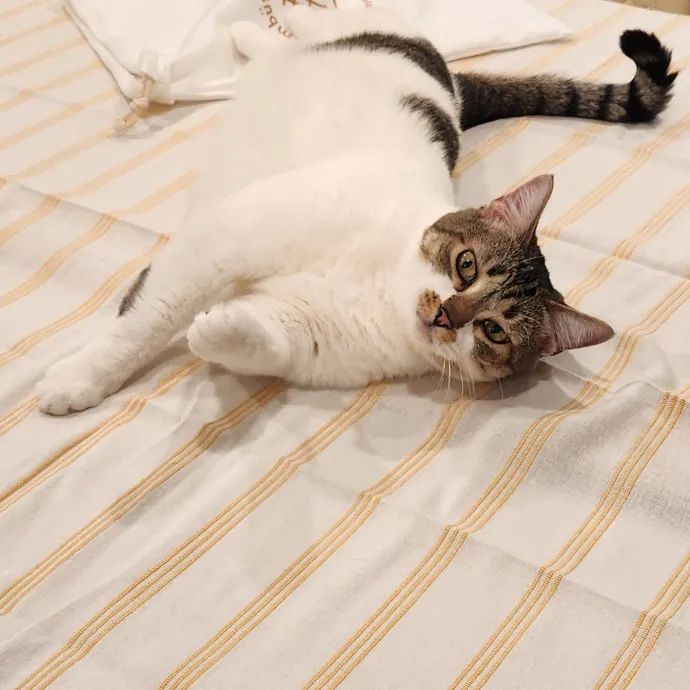 Christina's Cat Care photo 2